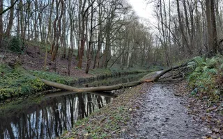 Tree blocking navigation and towpath