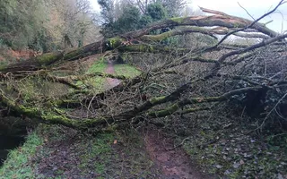 large tree blocking towpath