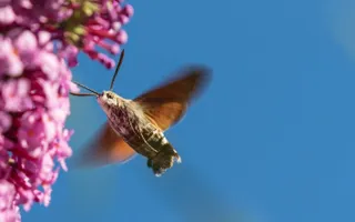 Hummingbird Hawk Moth