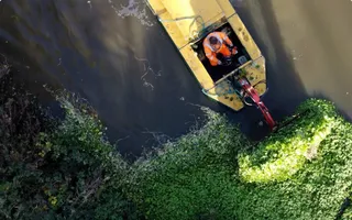 Floating pennywort being cleared by a yellow work boat