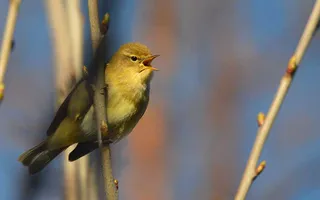 Chiff Chaff courtesy of Jacob Spinks on Flickr
