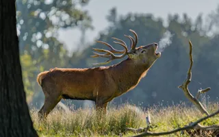 Stags and deers can be seen more easily in winter. Photo credit: Myles Berners