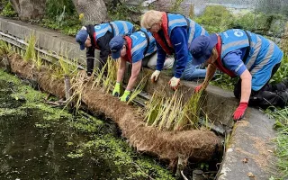 A group of people leaning over the canal placing reeds into the water