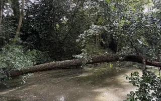 Fallen tree at Bridge 78a, Catherine-de-Barnes