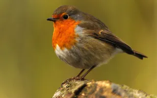 Robin perched on a log