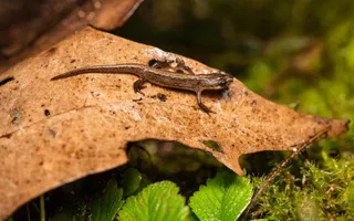A small newt, brown in colour with shiny skin, rests on a brown leaf on a woodland floor.