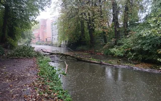 Fallen tree adjacent to Hyde Bank Tunnel