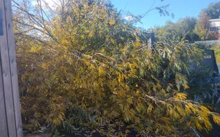 Fallen tree at Western Road Moorings