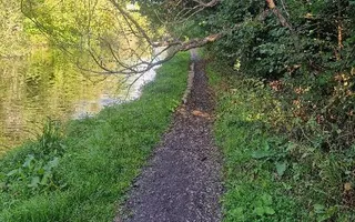 Fallen tree