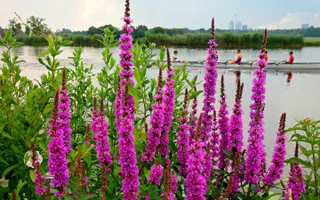 Purple loosestrife by the waterways