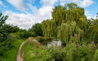 A majestic willow tree hangs over the canal, while other greenery lines the towpath.