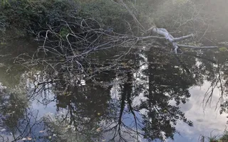 Fallen Tree Between Bridge 169 and Bridge 169A