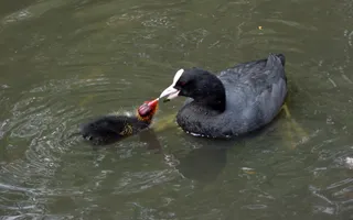 An adult coot with a black, round body and white beak feeds its chick.
