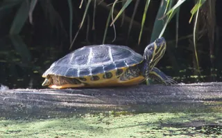 A terrapin with striped yellow markings to its head, neck and underside rests on a log on the water.