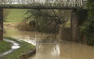 Fallen tree - Bridge 68