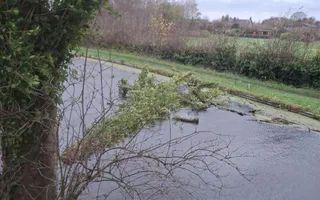 Fall Tree At Bridge 53