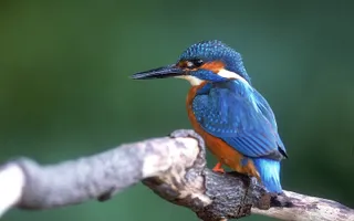 A kingfisher perches on a slender branch.
