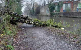 Picture of the fallen tree