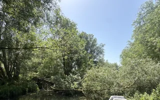 Photo of tree