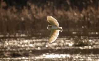 A barn owl stretches its wings as it flies in dappled sunlight across glistening water.