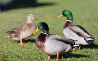 Ducks on the canal bank
