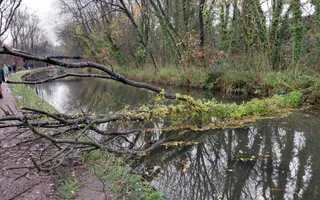 Picture of the fallen tree
