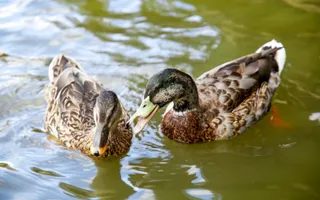 A mallard drake snaps at a female duck in the water.