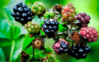 Blackberries courtesy of Phil Long on flickr