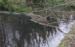 Cluster of fallen trees near Bridge 16