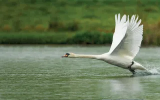 Swan stretches its neck out as it takes off from the water