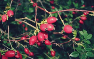 Rose hips