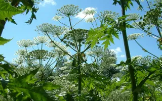 Giant hogweed can grow up to five meters tall