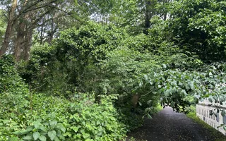Tree restricting towpath