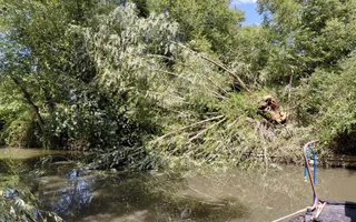 Fallen Tree Debris