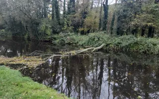 Fallen Tree - Brookfoot