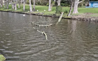 tree fallen from offside