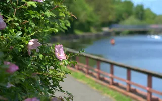 Pink rose on the River Soar in Leicester
