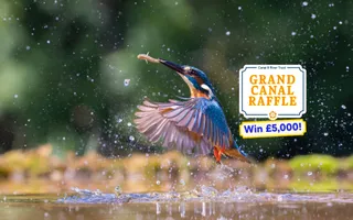 A kingfisher rising from the canal, holding a fish, with a Raffle graphic overlay