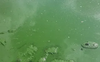 Blue green bacteria