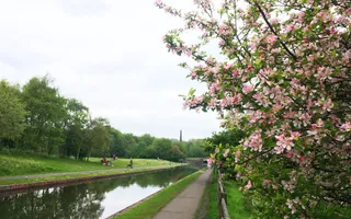 Flowering hedgerow along the canal