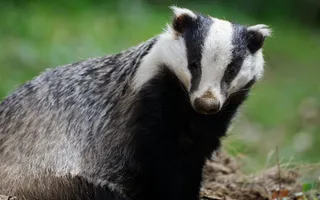 Badger stood looking at camera
