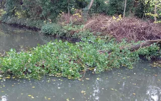 Image of the fallen tree