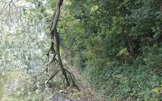 Fallen tree blocking towpath