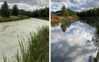 Before and after water fern removal