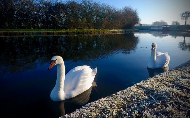 Mute swan | Canal & River Trust