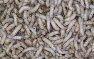 More maggots