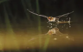 Bat flying over water