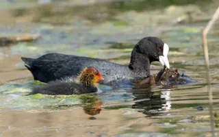 An adult coot with a white bill nibbles on a water plant with its chick with red-tinged fur.