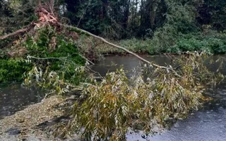 Fallen tree