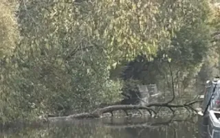 Tree down - Bridge 82, Salt Bridge